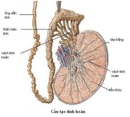 tinh hoan bi xe va cac benh lien quan den tinh hoan
