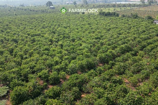 farmblock-1780891545.jpg