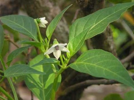 cách chữa mụn nhọt bằng lá ớt