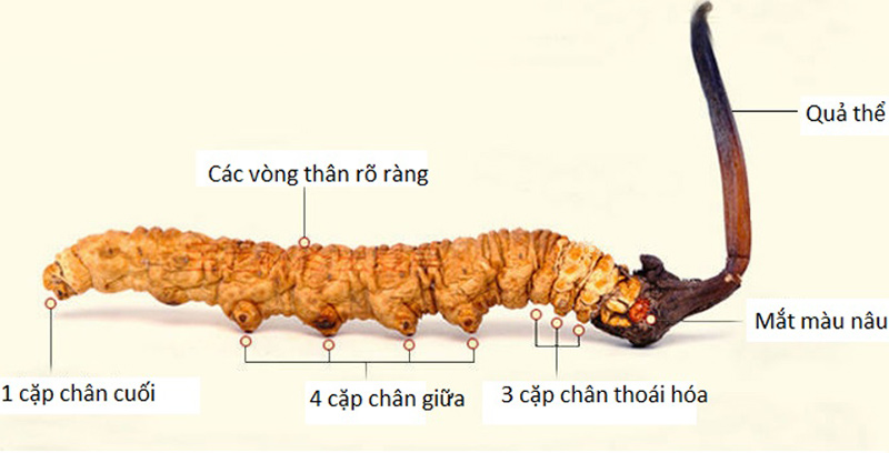 Cấu tạo của đông trùng hạ thảo (Ảnh: Internet) Đông trùng hạ thảo,