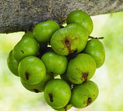 Bà bầu ăn quả sung xanh tốt không, cách chế biến quả sung cho bà bầu Bà bầu ăn quả sung xanh tốt không, cách chế biến quả sung cho bà bầu