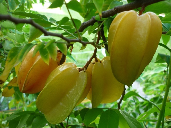 Bai-thuoc-dan-gian-tri-nhiet-mieng-ngay-nang