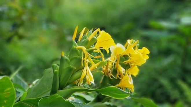 thuoc ngai tien