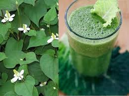 Uống nước rau diếp cá hàng ngày chữa bệnh tri Cách điều trị bệnh trĩ bằng rau diếp cá nhiều nguời không biết