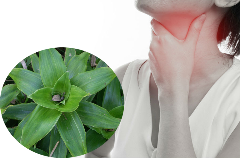 Cây lược vàng có chữa được ung thư không?