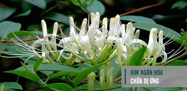 Chữa dị ứng hiệu quả bằng những cây thuốc Nam quanh nhà