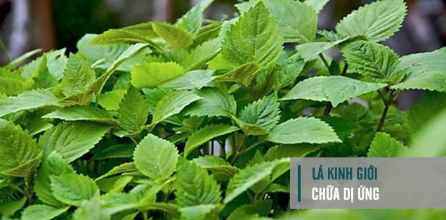 Chữa dị ứng hiệu quả bằng những cây thuốc Nam quanh nhà
