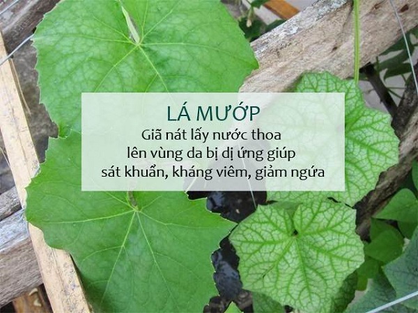 Chữa dị ứng hiệu quả bằng những cây thuốc Nam quanh nhà