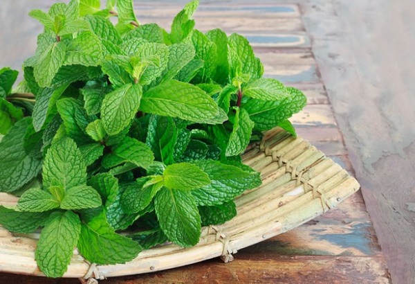 Chữa dị ứng hiệu quả bằng những cây thuốc Nam quanh nhà