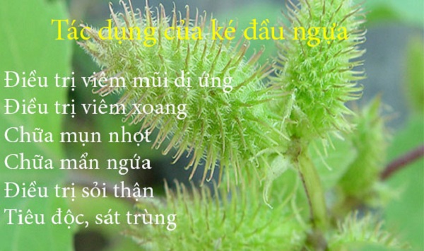 Chữa dị ứng hiệu quả bằng những cây thuốc Nam quanh nhà