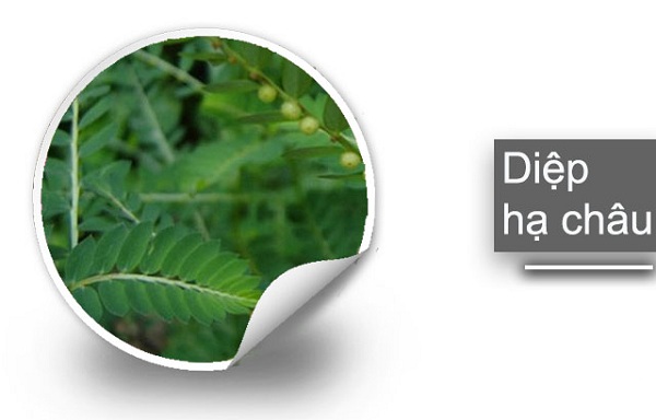 Cây diệp hạ châu Dieu-tri-men-gan-cao-bang-nhung-cay-thuoc-nam-quanh-nha