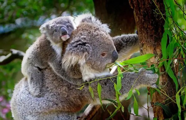 Gấu Koala - loài động vật dễ thương bậc nhất nhưng hơi ngốc nghếch