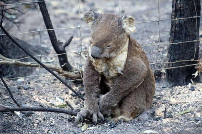Gấu Koala - loài động vật dễ thương bậc nhất nhưng hơi ngốc nghếch