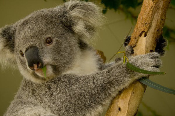 Gấu Koala - loài động vật dễ thương bậc nhất nhưng hơi ngốc nghếch