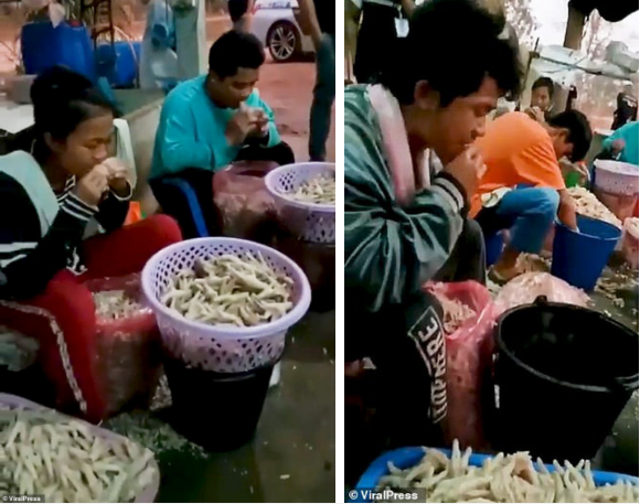 Hãi hùng cảnh công nhân dùng miệng rút xương chân gà, mỗi ngày xuất nửa tạ đi toàn chân Á