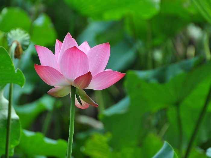 Hoa-sen-Vi-thuoc-quy-chua-benh