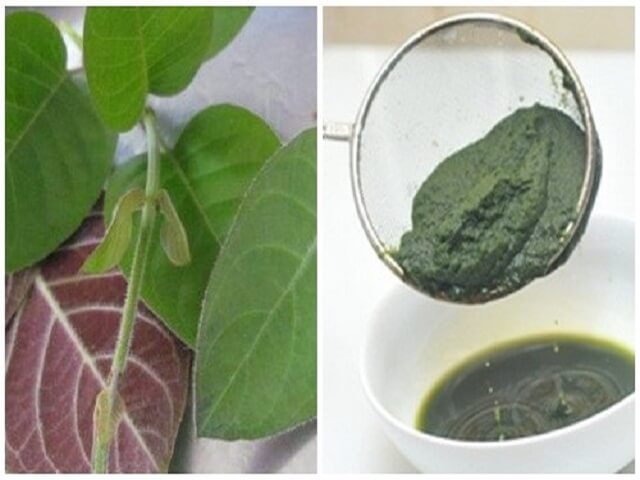 Không chỉ là món ăn, lá mơ lông còn có tác dụng chữa bệnh đau dạ dày hiệu quả đến không ngờ