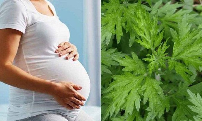 Mang thai tháng thứ 2 được ăn ngải cứu không