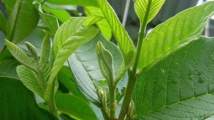 Mẹo chữa tiêu chảy cho bà bầu hiệu quả nhanh bằng bài thuốc dân gian Mẹo chữa tiêu chảy cho bà bầu hiệu quả nhanh bằng bài thuốc dân gian