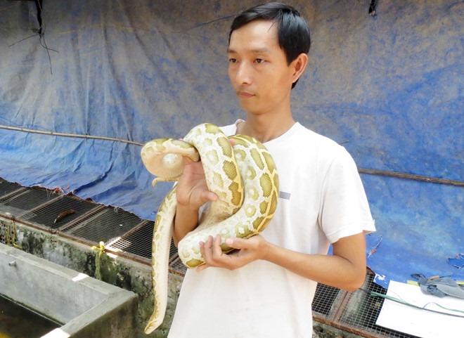 Muôn cách làm giàu từ nuôi con vật lạ [Kỳ 12]: Hốt bạc nhờ nuôi loài trăn đột biến làm kiểng