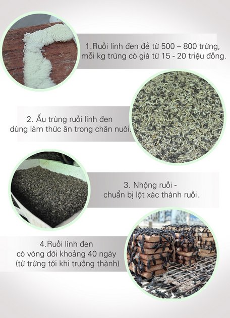 Muôn cách làm giàu từ nuôi con vật lạ [Kỳ 13]: Bỏ việc về quê nuôi… ruồi đẻ 'trứng vàng'