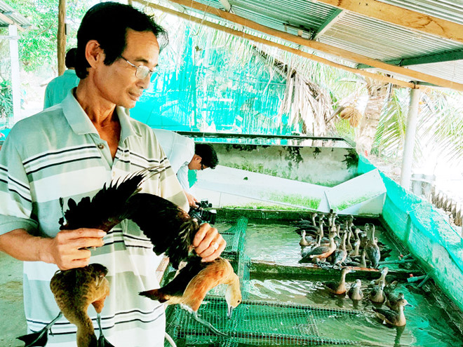 Muôn cách làm giàu từ nuôi con vật lạ [Kỳ 14]: Kỳ lạ nghề nuôi loài chim nước 'đại bổ'