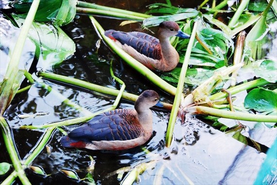 Muôn cách làm giàu từ nuôi con vật lạ [Kỳ 14]: Kỳ lạ nghề nuôi loài chim nước 'đại bổ'