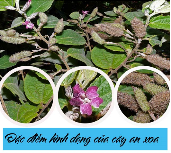 Tác dụng của cây an xoa