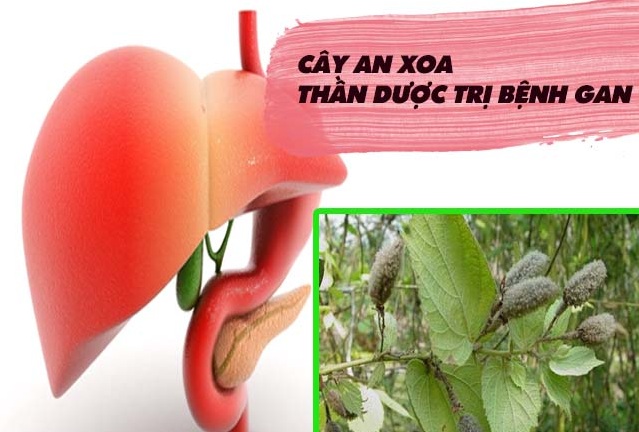 Cây an xoa hiệu quả nhất trong chữa bệnh về gan