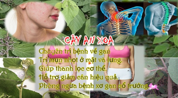 Công dụng khác của cây an xoa với sức khỏe