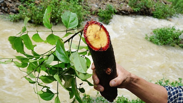 Cây bổ máu