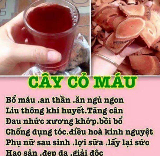 Cách dùng cây cỏ máu