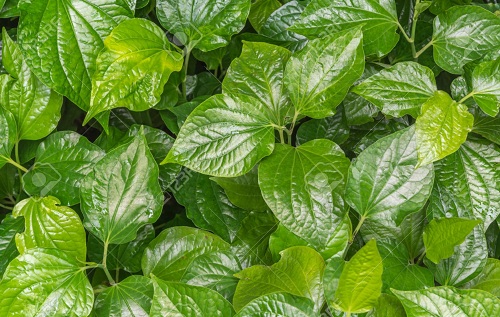 Thảo dược trị viêm đa khớp