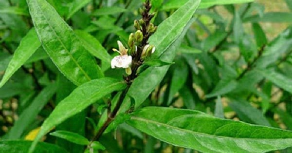 Thảo dược trị viêm đa khớp
