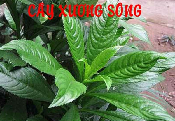 Thao-duoc-dieu-tri-viem-duong-ho-hap Thao-duoc-dieu-tri-viem-duong-ho-hap
