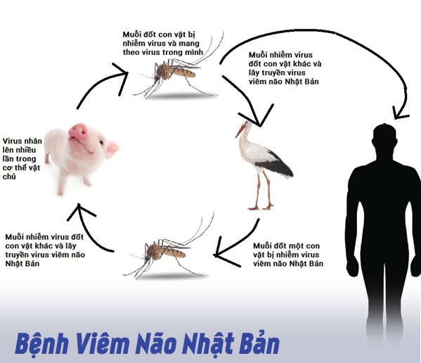 Trẻ sốt cao vài ngày uống thuốc không hạ, nhập viện thì đã nguy kịch vì viêm não Nhật Bản Trẻ sốt cao vài ngày uống thuốc không hạ, nhập viện thì đã nguy kịch vì viêm não Nhật Bản