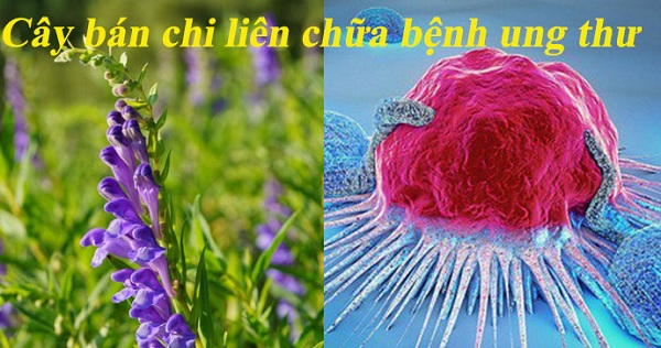 cay-thuoc-dieu-tri-ung-thu-gan
