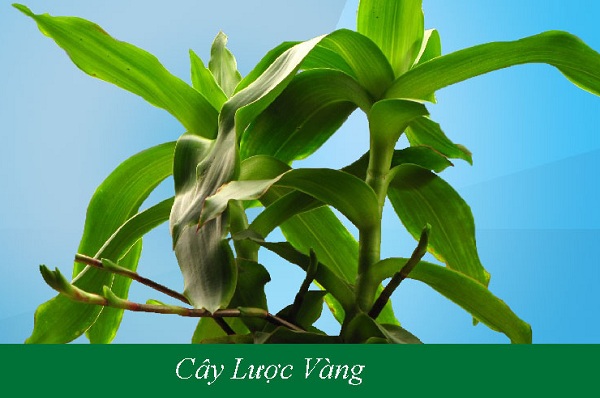 cay-thuoc-dieu-tri-ung-thu-gan cay-thuoc-dieu-tri-ung-thu-gan