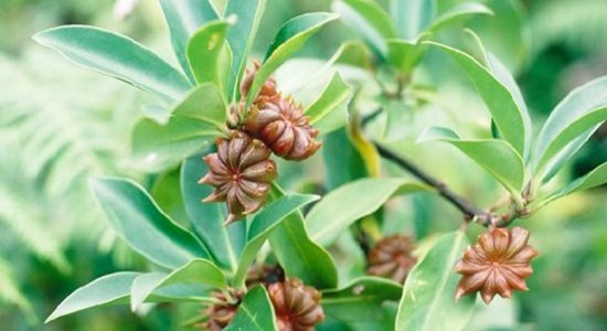 Hoa hồi được dùng trong các bài thuốc chữa đau nhức xương