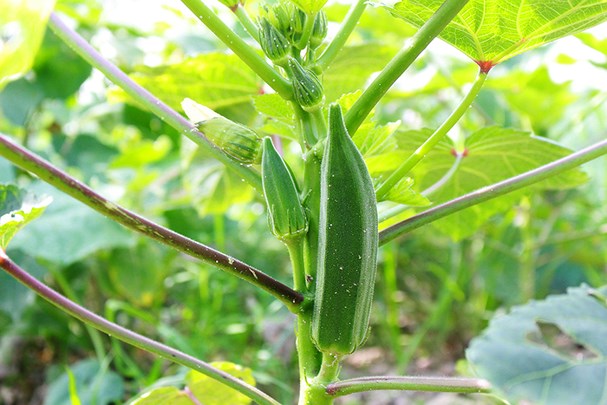 Đậu bắp chữa dạ dày