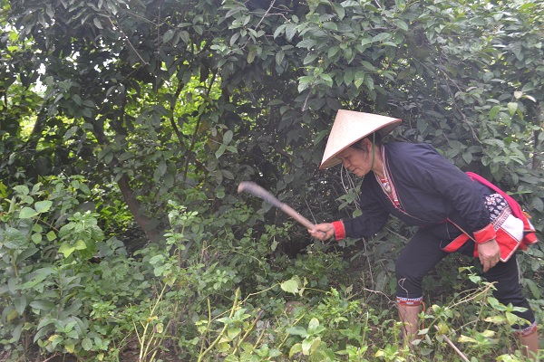 hinh-anh-luong-y-son-di-lay-thuoc