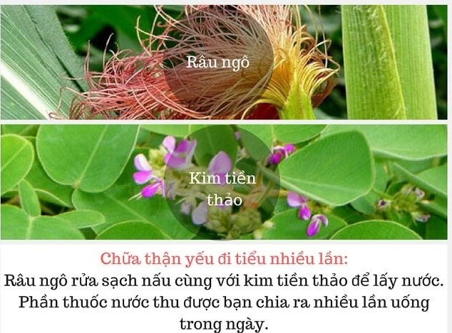Bai-thuoc-dan-gian-chua-di-tieu-nhieu-lan Bai-thuoc-dan-gian-chua-di-tieu-nhieu-lan