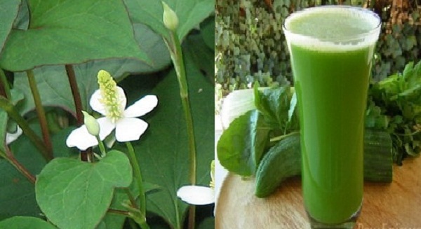Bai-thuoc-dan-gian-ho-tro-dieu-tri-benh-tay-chan-mieng-hieu-qua