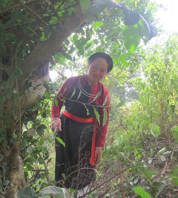 Bai-thuoc-nam-tim-lai-ban-linh-dan-ong-cua-dan-toc-Cao-Lan