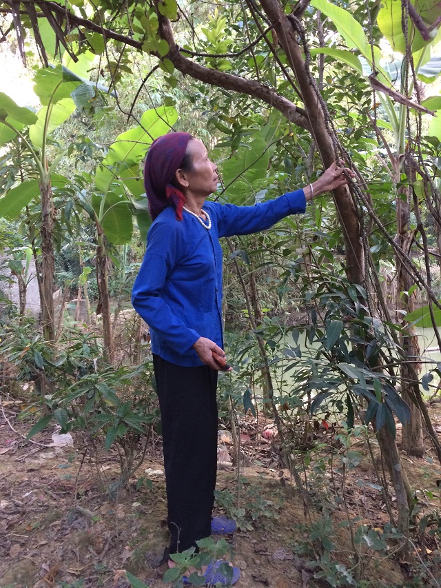 Bà lang Mạnh sở hữu bài thuốc độc đáo giúp bảo vệ lá gan 