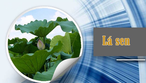 Nước từ lá sen có tác dụng chữa viêm gan B khá tốt 