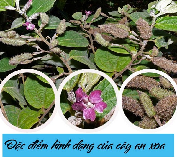 Dùng cây an xoa chữa viêm gan B hiệu quả 