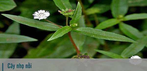 Cách dùng cây nhọ nồi chữa viêm gan B đơn giản không thể bỏ qua