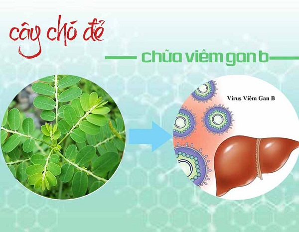 Điều trị viên gan B với Cây chó đẻ