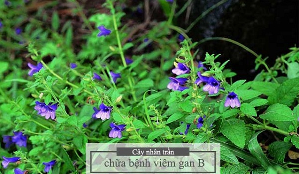 Cách chữa trị viêm gan B từ cây nhân trần